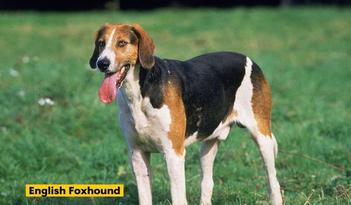 are poitevin hound noisy