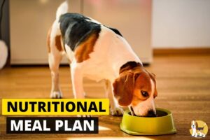 Nutritional meal plan for beagle