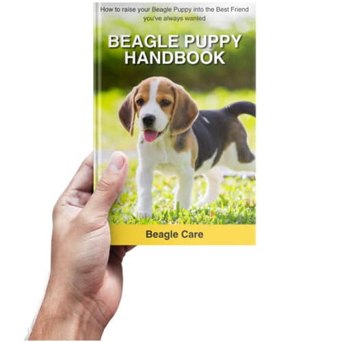 beagle puppy handbook