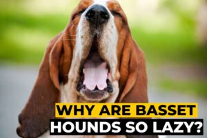 Why Are Basset Hounds So Lazy?