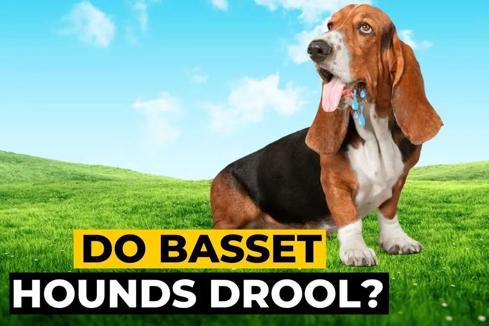 Do Basset Hounds Drool?