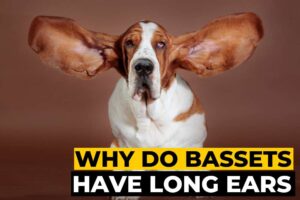 Why Do Basset Hounds Have Long Ears?