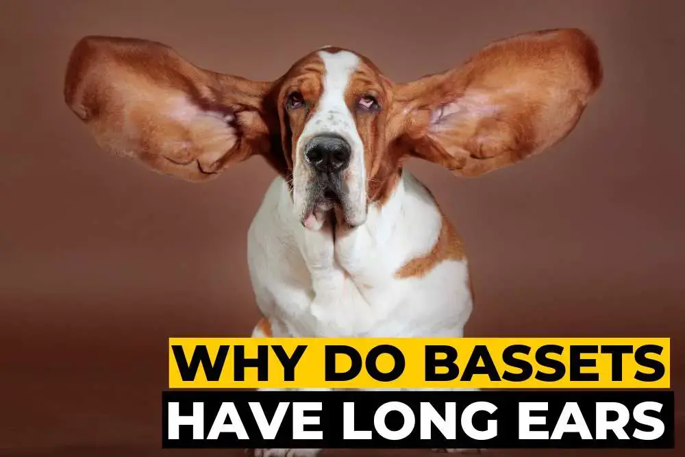 why do some basset hounds have longer ears than others