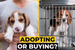 Adopting vs. Buying a Beagle
