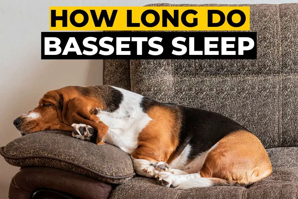 How Long do Basset Hounds Sleep?