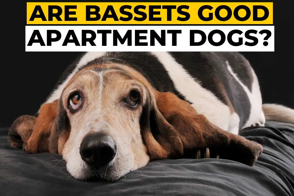 Are Bassets Hound Good Apartment Dogs?