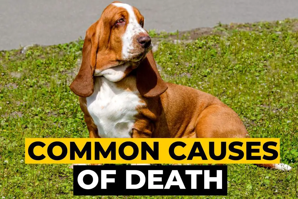 What do Basset Hounds usually Die From?