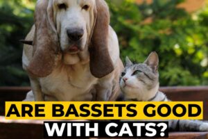 Are Basset Hounds Good with Cats?