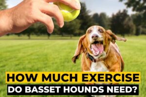 How Much Exercise Do Basset Hounds Need?