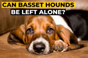Can Basset Hounds Be Left Alone?