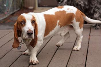 are basset hounds ok alone