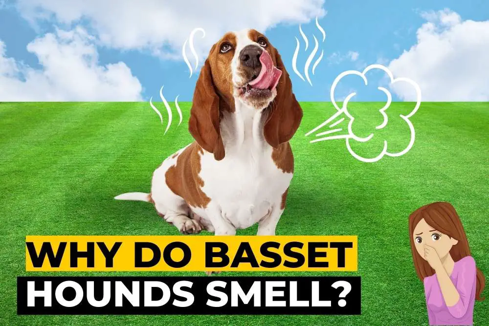 Why Do Basset Hounds Smell So Bad?