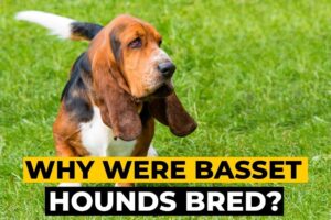 Why Were Basset Hounds Bred?
