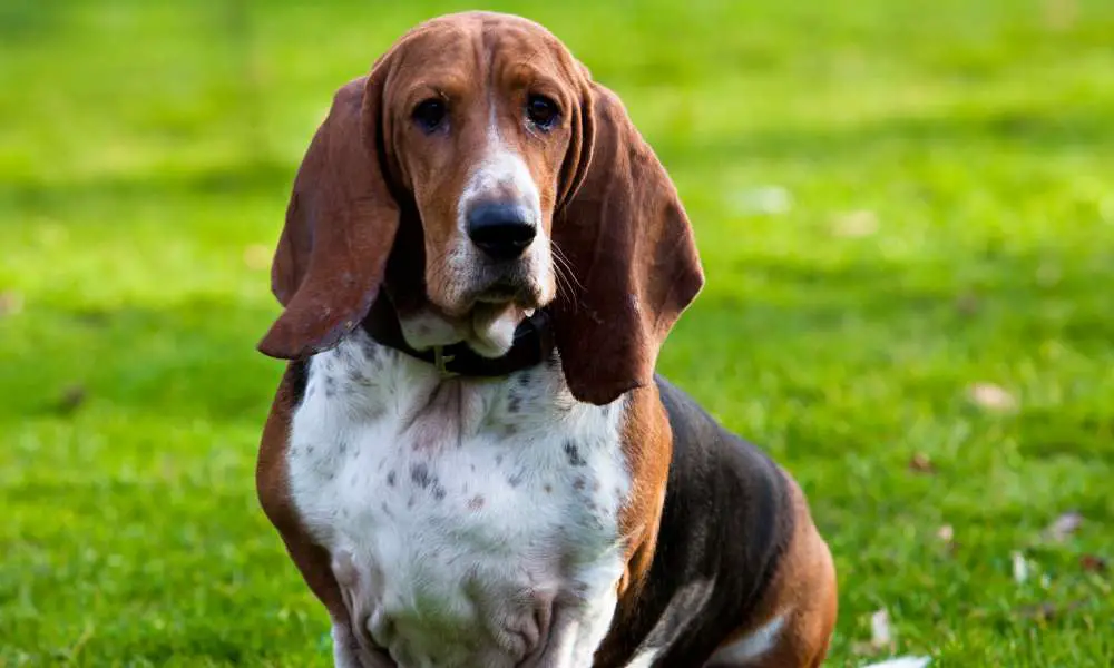 How Much Exercise Do Basset Hounds Need? - Beagle Care