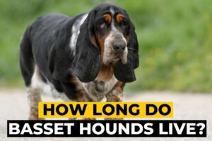 How Long do Basset Hounds Live?