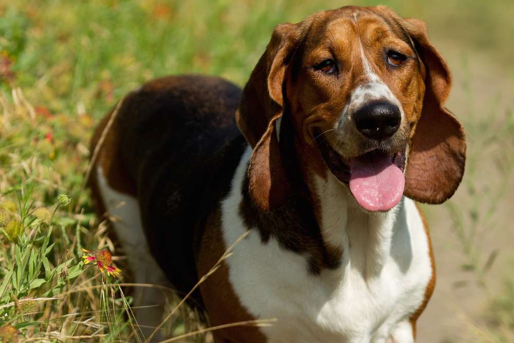 Why Were Basset Hounds Bred? (Interesting History of the Breed ...