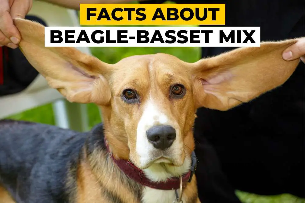 10 Facts about Beagle Basset Hound Mix