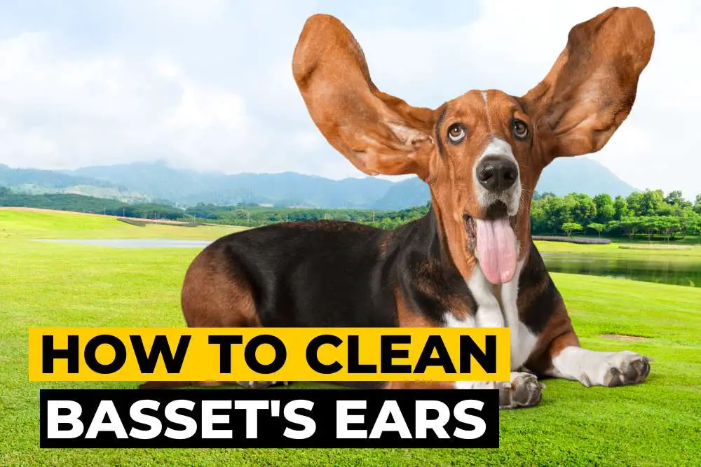 How to Clean Your Basset Hound’s Ears