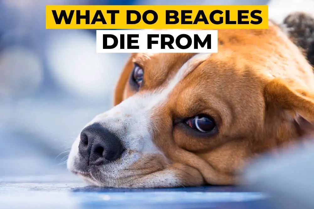 What do Beagles Usually Die From?