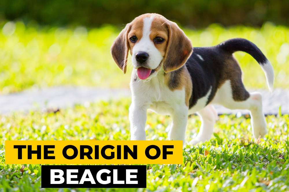 The Origin of Beagles