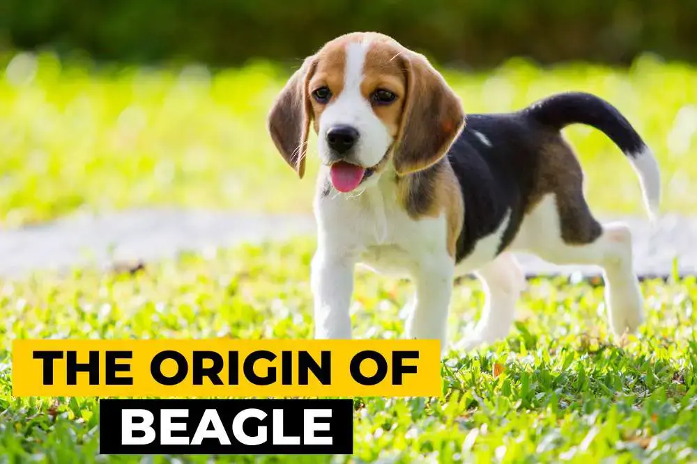 are beagle harriers smart dogs