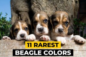11 Rarest Beagle Colors