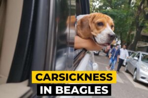 Carsickness in Beagles: 6 Causes & 6 Tips for Preventing