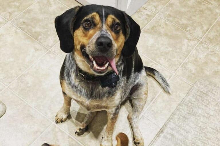 Beagle Blue Heeler Mix - Everything You Need to Know - Beagle Care