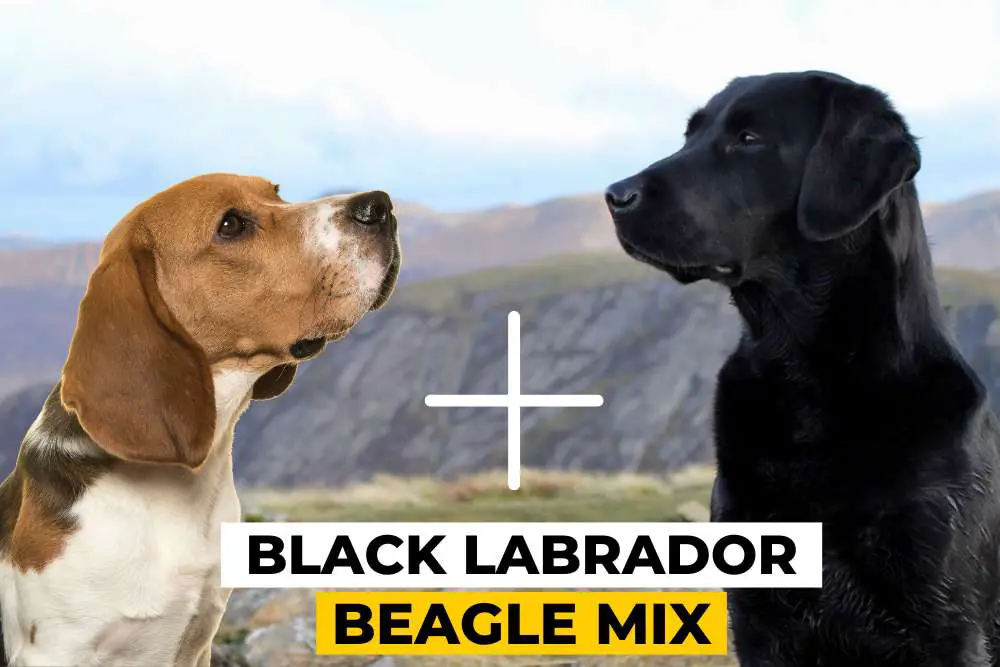 Black Labrador Beagle Mix