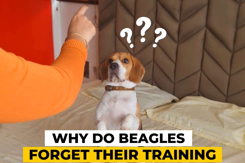 Why Do Beagles Forget Their Training & What to Do?