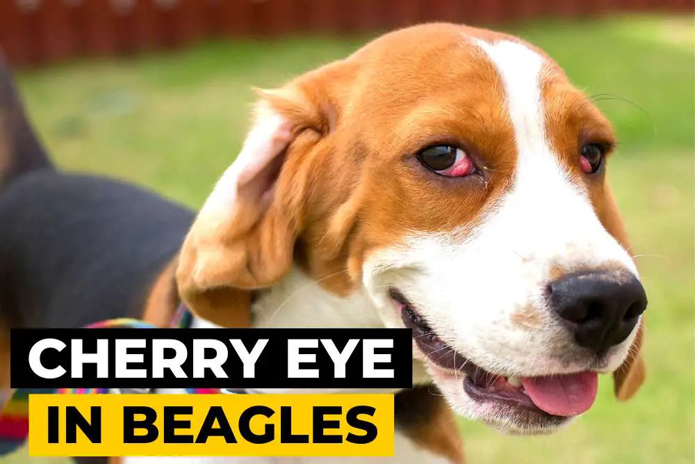 Cherry Eye in Beagles