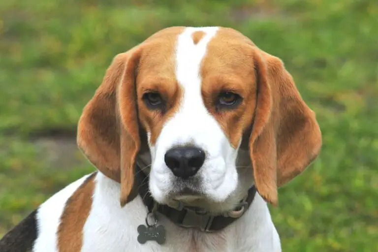 The Origin of Beagles - Interesting Facts About Why Beagles Were Bred ...