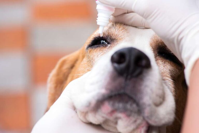 Cherry Eye in Beagles Causes, Treatment, and Tips for Management