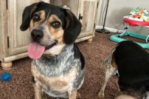 Beagle Blue Heeler Mix - Everything You Need to Know - Beagle Care