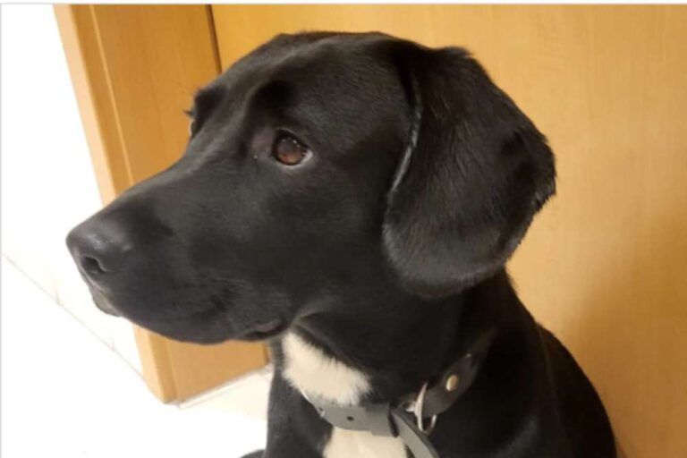 Black Labrador Beagle Mix Everything You Need To Know Beagle Care