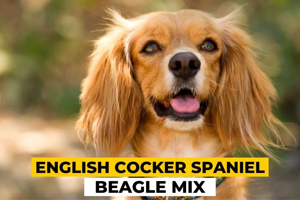 English Cocker Spaniel Beagle Mix