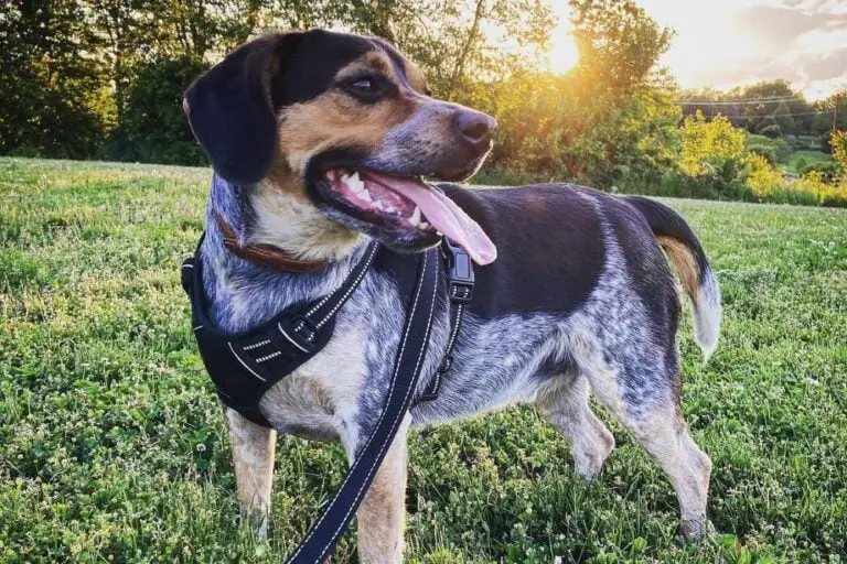 Beagle Blue Heeler Mix - Everything You Need to Know - Beagle Care