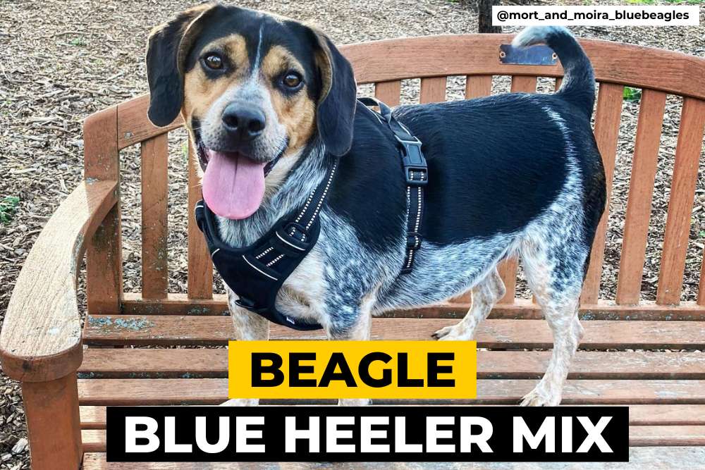 Beagle Blue Heeler Mix - Everything You Need to Know - Beagle Care