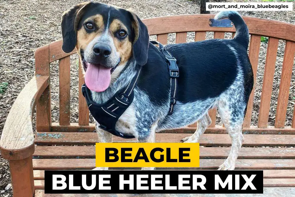 Beagle Blue Heeler Mix