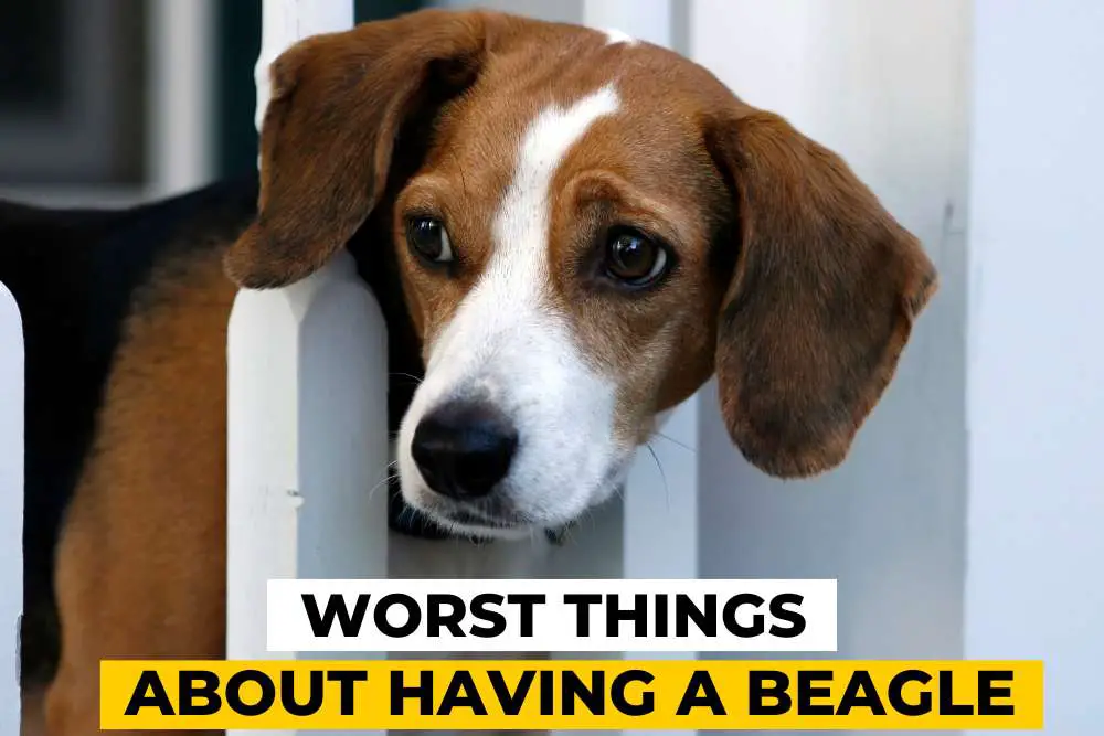 9 Worst Things About Having a Beagle