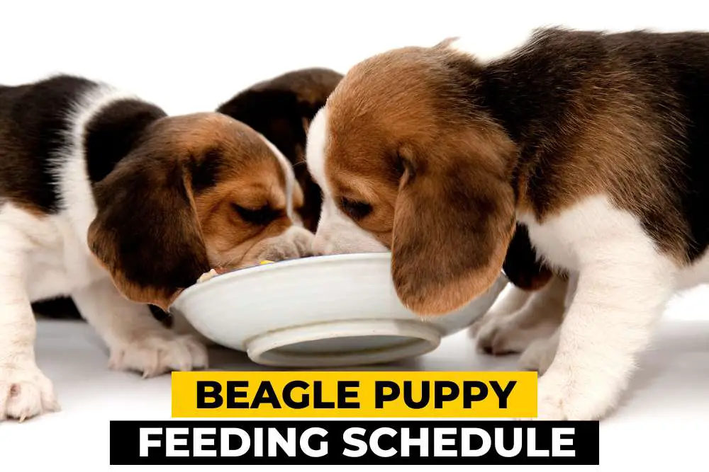 Beagle Puppy Feeding Schedule by Age