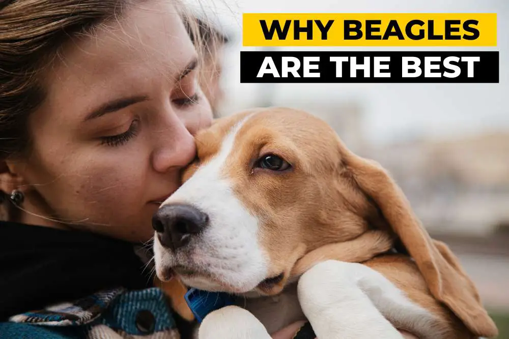 12 Reasons Why Beagles are the BEST Dogs!