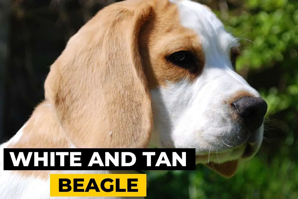 White and Tan Beagle