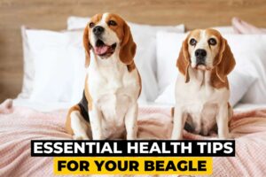10 Essential Health Tips for Your Beagle