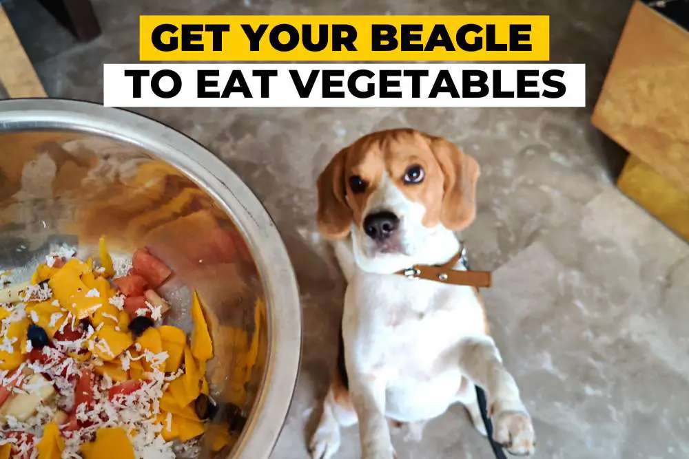 13 Sneak Ways to Get Your Dog to Eat Vegetables
