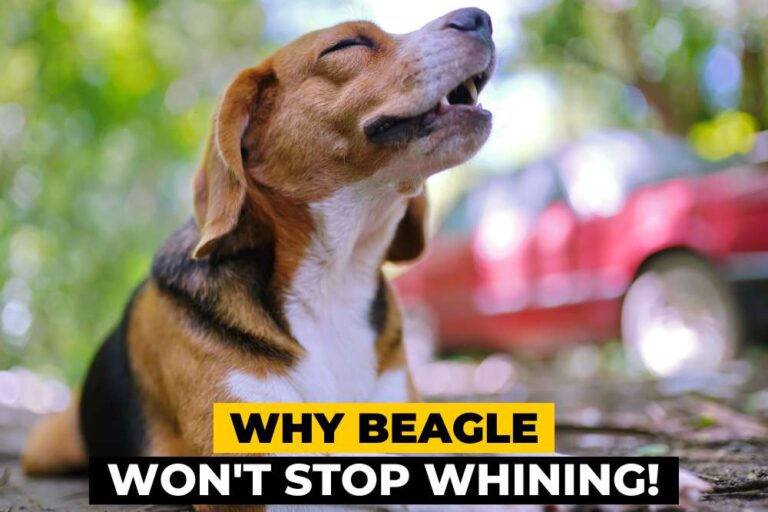 7 Possible Reasons why Beagle Won't stop Whining! Beagle Care