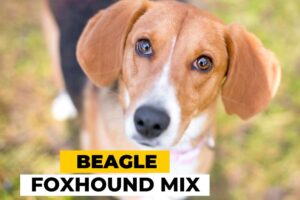Beagle Foxhound Mix - Pitcures, Characteristics and Breed Info